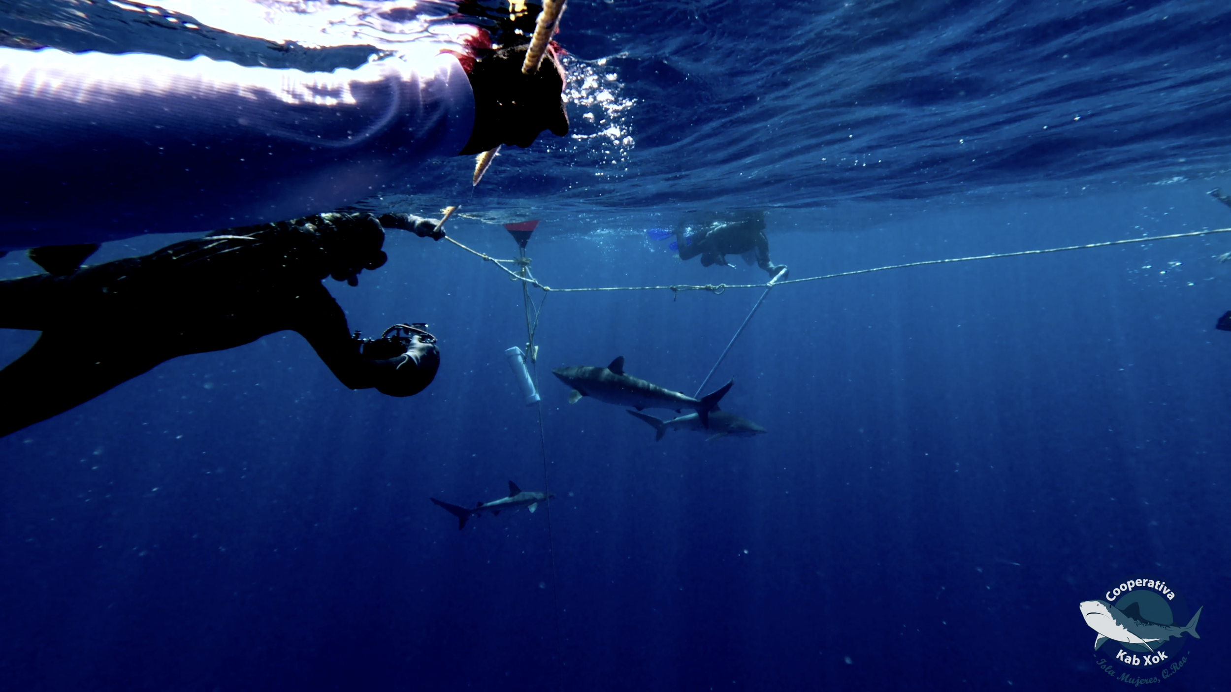 Pelagic Snorkel Safari — Cooperativa Kab Xok